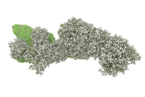 Realistic forest isolated on transparent background. 3d rendering - illustration png
