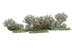 Realistic forest isolated on transparent background. 3d rendering - illustration png