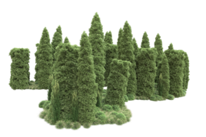 floresta realista isolada em fundo transparente. renderização 3D - ilustração png