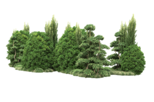 floresta realista isolada em fundo transparente. renderização 3D - ilustração png