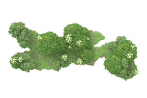 Realistic forest isolated on transparent background. 3d rendering - illustration png