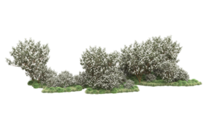 Realistic forest isolated on transparent background. 3d rendering - illustration png