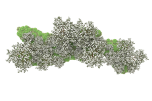 Realistic forest isolated on transparent background. 3d rendering - illustration png