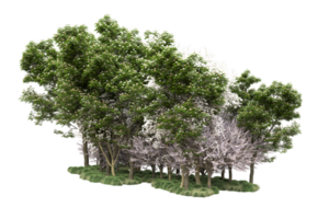 Realistic forest isolated on transparent background. 3d rendering - illustration png