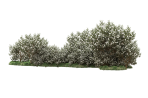 Realistic forest isolated on transparent background. 3d rendering - illustration png