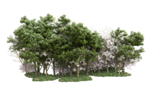 Realistic forest isolated on transparent background. 3d rendering - illustration png