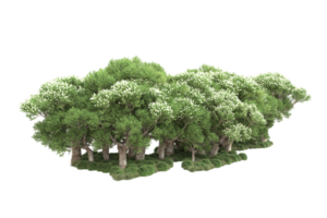 realistico foresta isolato su trasparente sfondo. 3d interpretazione - illustrazione png