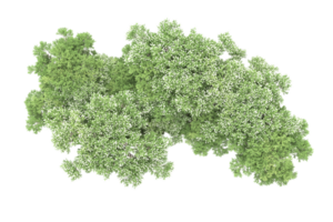 Realistic forest isolated on transparent background. 3d rendering - illustration png