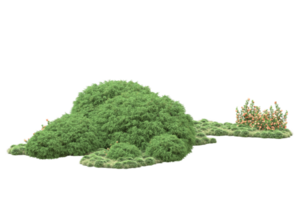 Realistic forest isolated on transparent background. 3d rendering - illustration png