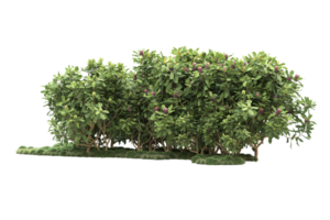 Realistic forest isolated on transparent background. 3d rendering - illustration png