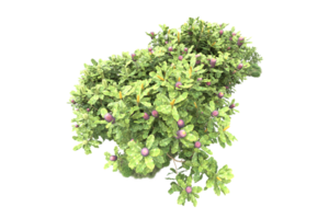 Realistic forest isolated on transparent background. 3d rendering - illustration png