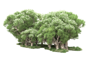 Realistic forest isolated on transparent background. 3d rendering - illustration png