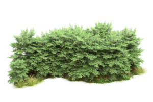 forêt réaliste isolée sur fond transparent. rendu 3d - illustration png