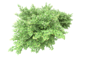 forêt réaliste isolée sur fond transparent. rendu 3d - illustration png