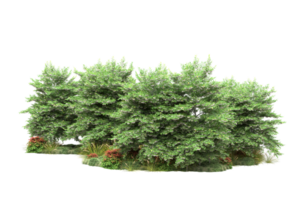 Realistic forest isolated on transparent background. 3d rendering - illustration png