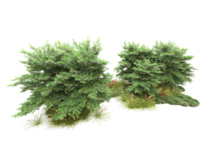 Realistic forest isolated on transparent background. 3d rendering - illustration png
