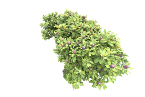 Realistic forest isolated on transparent background. 3d rendering - illustration png
