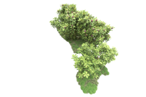 Realistic forest isolated on transparent background. 3d rendering - illustration png