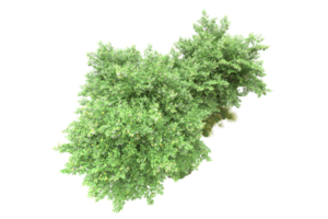 Realistic forest isolated on transparent background. 3d rendering - illustration png