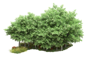 Realistic forest isolated on transparent background. 3d rendering - illustration png