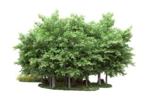 Realistic forest isolated on transparent background. 3d rendering - illustration png