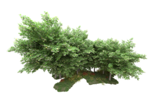 Realistic forest isolated on transparent background. 3d rendering - illustration png