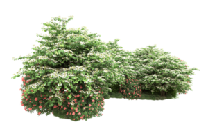 Realistic forest isolated on transparent background. 3d rendering - illustration png