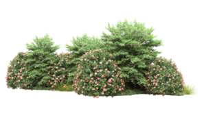 Realistic forest isolated on transparent background. 3d rendering - illustration png