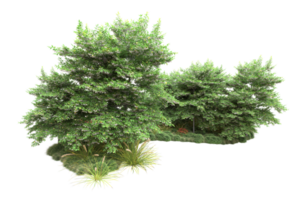 realistischer wald lokalisiert auf transparentem hintergrund. 3D-Rendering - Abbildung png