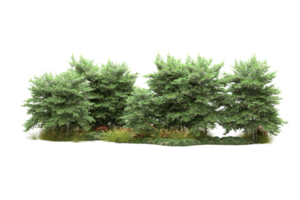 forêt réaliste isolée sur fond transparent. rendu 3d - illustration png