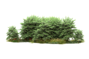 Realistic forest isolated on transparent background. 3d rendering - illustration png