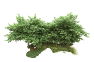 forêt réaliste isolée sur fond transparent. rendu 3d - illustration png