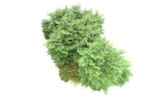 Realistic forest isolated on transparent background. 3d rendering - illustration png