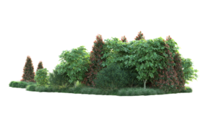 Realistic forest isolated on transparent background. 3d rendering - illustration png