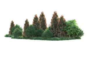 Realistic forest isolated on transparent background. 3d rendering - illustration png