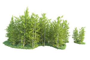 Tropical forest isolated on transparent background. 3d rendering - illustration png