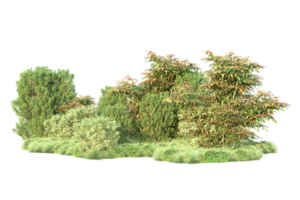 tropisk skog isolerat på transparent bakgrund. 3d tolkning - illustration png