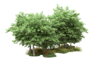 Realistic forest isolated on transparent background. 3d rendering - illustration png