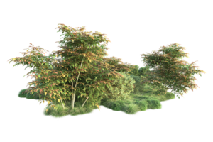 tropical forêt isolé sur transparent Contexte. 3d le rendu - illustration png