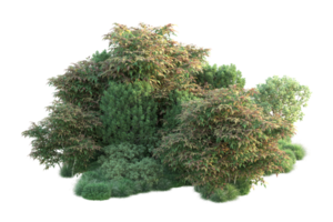 tropical forêt isolé sur transparent Contexte. 3d le rendu - illustration png