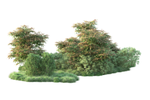 Tropical forest isolated on transparent background. 3d rendering - illustration png