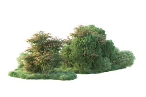 tropical forêt isolé sur transparent Contexte. 3d le rendu - illustration png