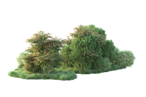 Tropical forest isolated on transparent background. 3d rendering - illustration png