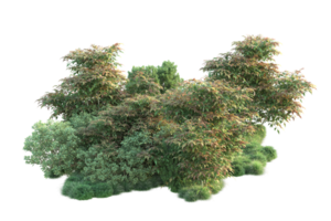 tropical forêt isolé sur transparent Contexte. 3d le rendu - illustration png