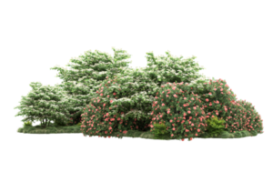 Realistic forest isolated on transparent background. 3d rendering - illustration png