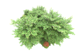 Realistic forest isolated on transparent background. 3d rendering - illustration png