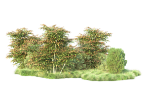 Tropical forest isolated on transparent background. 3d rendering - illustration png