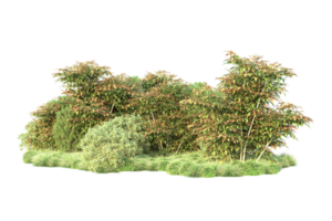 tropical forêt isolé sur transparent Contexte. 3d le rendu - illustration png