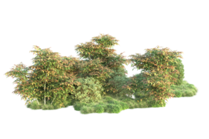 Tropical forest isolated on transparent background. 3d rendering - illustration png