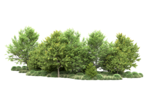 Tropical forest isolated on transparent background. 3d rendering - illustration png